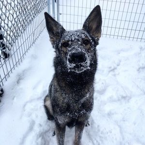 Meet your Posher, Dagmar